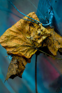 Close-up of insect on leaves during autumn