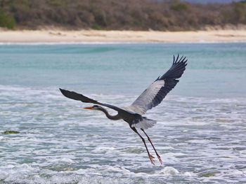 View of seagull flying over sea