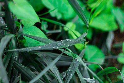 Close-up of raindrops on grass