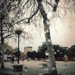 tree