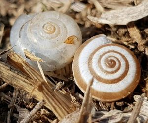 Close-up of snail in forest