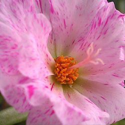 Close-up of pink flower