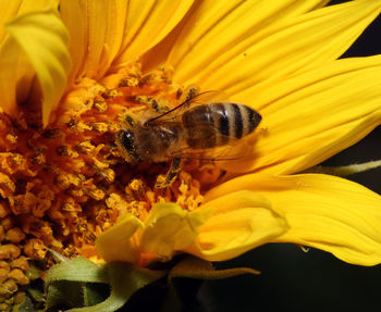 Extreme close-up of bee pollinating on yellow flower