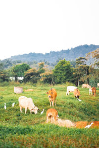 Cows grazing in a field.