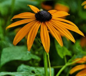 Close-up of yellow daisy flower