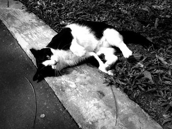 High angle view of dog lying down