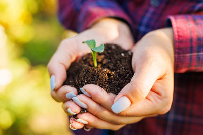 Close-up of hand holding sapling