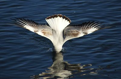 High angle view of seagull hunting in sea