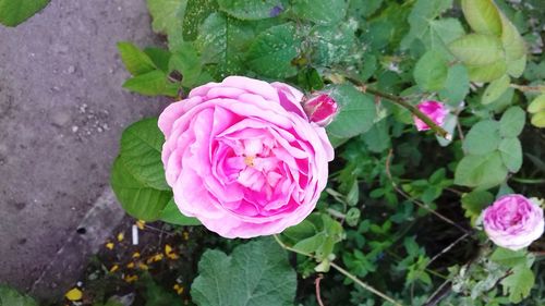 Close-up of pink rose