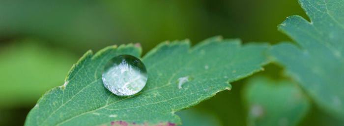 leaf
