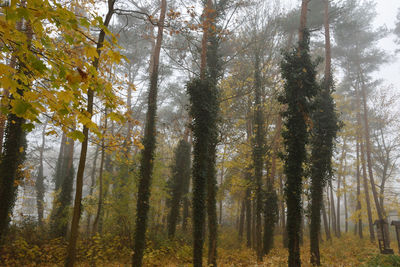 Low angle view of pine trees in forest