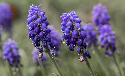 Close-up of purple flowering plants