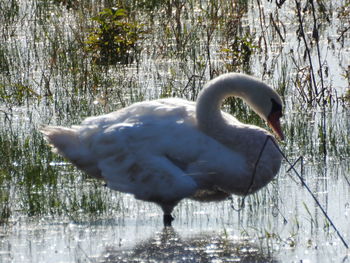 Side view of a bird in the forest