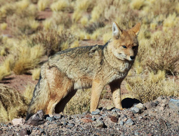 Portrait of wild animal on rock