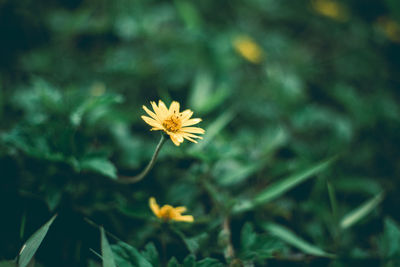 Close-up of yellow flowering plant