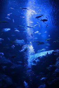 Fish swimming in aquarium