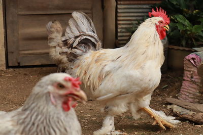 Close-up of rooster on field