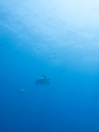 Fish swimming in sea