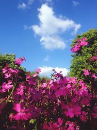 Close-up of pink flowers against sky