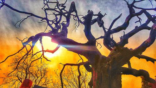 Low angle view of bare tree against sky