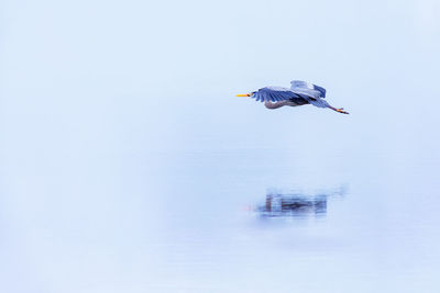 Seagull flying in the sky