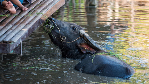 Feeding food grass to buffalo on water