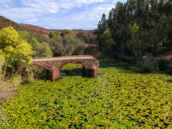 Scenic view of flowering plants and trees by bridge against sky