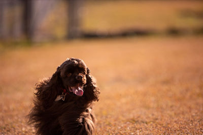 Close-up of a dog looking away