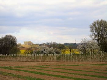 Scenic view of trees against sky