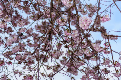 Low angle view of cherry blossom tree