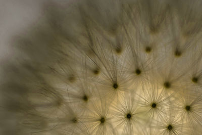 Close-up of dandelion on plant