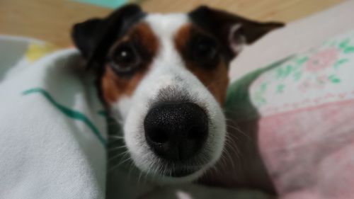 Close-up portrait of dog