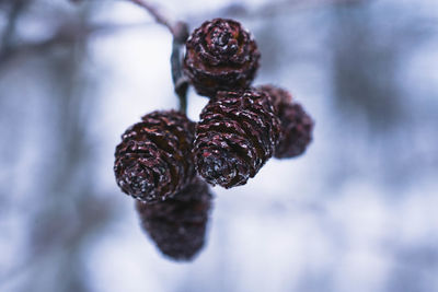 Close-up alder cones macro photography