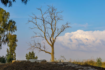 Low angle view of bare tree against sky