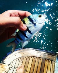 Close-up of man holding fish