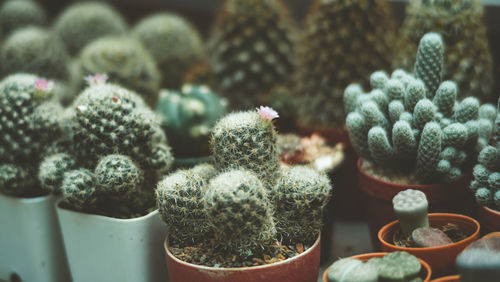 High angle view of succulent plants on table