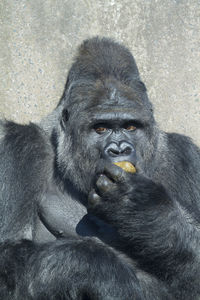 A big silverback gorilla eating his own excrement