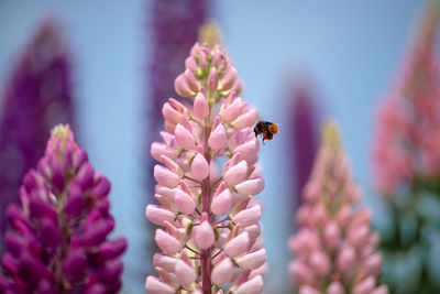 Spring flower, blooming lupine flowers. a field of lupines. sunlight shines on plants in latvia. 