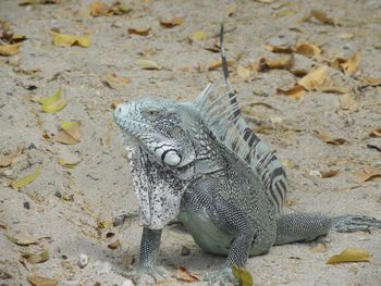 Iguana on sandy field