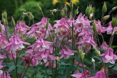 Close-up of pink flowering plants