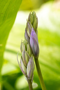 Close-up of rose bud on plant