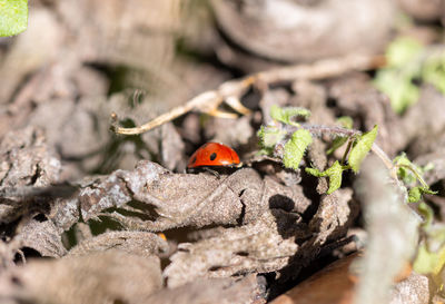 High angle view of ladybug on plant