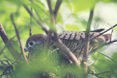 Close-up of bird perching on branch