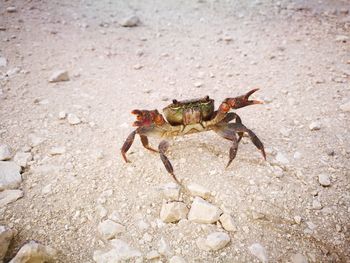 Close-up of crab on beach