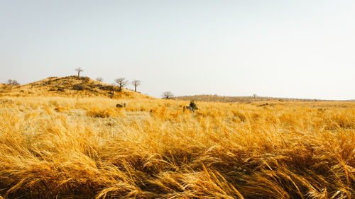 Zebras eating grass on field against clear sky in ruaha national park, tanzania 