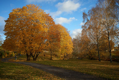 Trees against sky