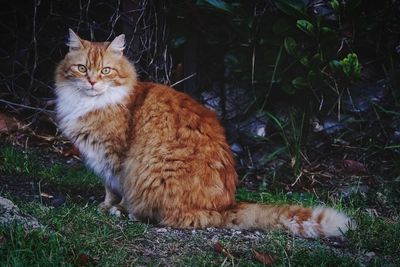 Portrait of ginger cat sitting on field