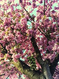 Low angle view of pink flowers on tree