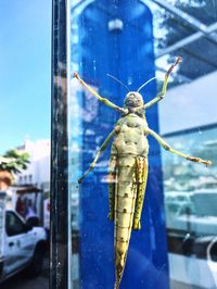 Close-up of insect on window