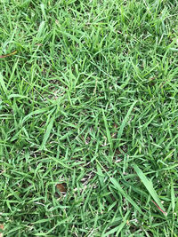 Full frame shot of grass on field